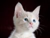 gatto-ragdoll-tranquillo-e-paziente-sopporta-bene-auto-e-camper-molto-legato-al-padrone-quindi-tende-a-seguirlo-ovunque-senza-stressarsi-troppo