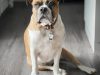 05-bulldog-americano