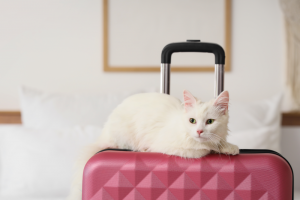 gatti-da-viaggio-razze