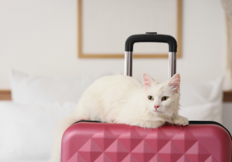 gatti-da-viaggio-razze