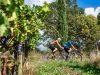 in-bici-nei-vigneti