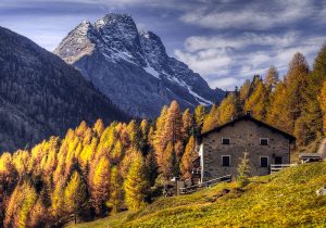 Foliage in Valtellina