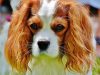 cavalier-king-charles-spaniel-razza-affettuosa-e-poco-ansiosa-che-ama-stare-accanto-al-proprietario-in-ogni-situazione-ideale-per-viaggi-brevi-e-lunghi