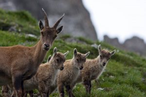 Alpi tirolesi