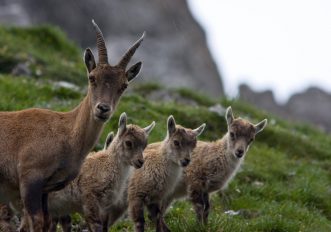 Alpi tirolesi