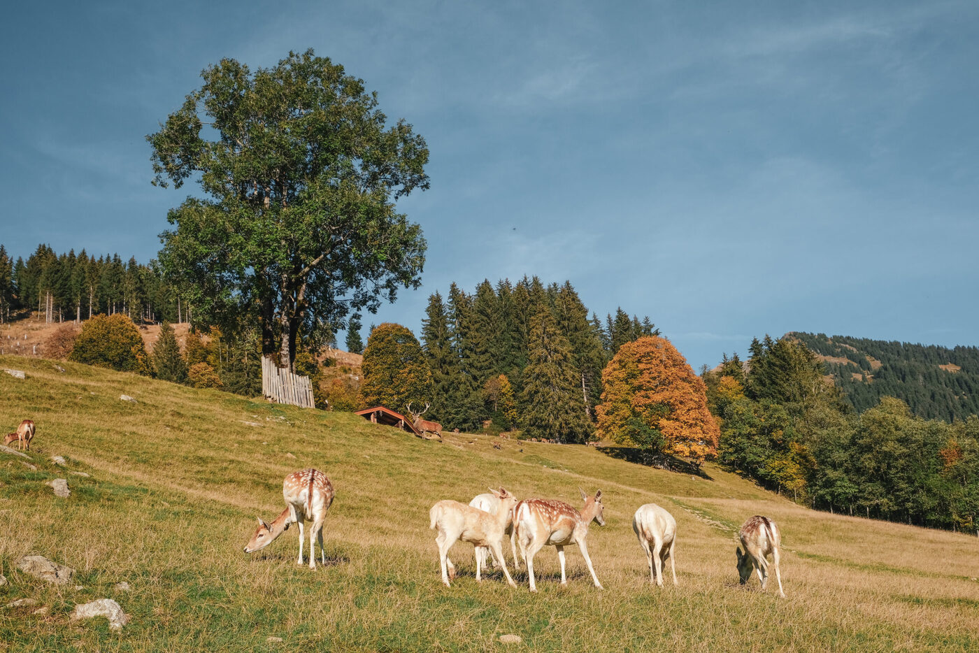 Alpi tirolesi