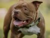 american-pitbull