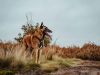 pastore-belga-malinois