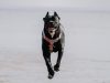 cane-corso