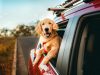 cani-in-viaggio