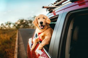 cani-in viaggio