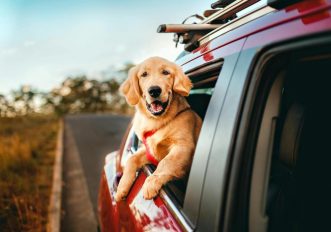 cani-in viaggio