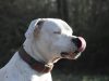 dogo-argentino