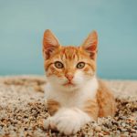 gatto-viaggio