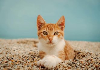 gatto-viaggio