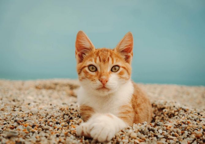 gatto-viaggio