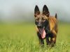 malinois-cani-pericolosi