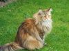 gatto-norvegese-un-gatto-outdoor-per-natura-ama-la-vita-allaperto-i-boschi-e-gli-spazi-grandi-se-abituato-al-guinzaglio-pu-accompagnare-il-proprietario-in-passeggiate-e-trekking-leggeri