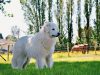 pastore-abruzzese-maremmano