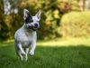 jack-russell-terrier-piccolo-ma-con-unenergia-travolgente-corre-salta-e-gioca-senza-stancarsi-mai