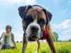 boxer-allegria-pura-instancabile-corridore-ama-la-compagnia-e-i-giochi-di-movimento
