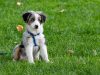 cani-sportivi