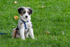 cani-sportivi