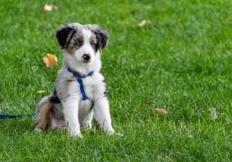 cani-sportivi