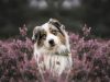 australian-shepherd-cane-da-lavoro-nato-per-resistere-ottimo-compagno-per-trekking-corse-e-attivit-di-gruppo