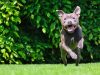 pitbull-terrier
