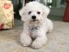 bichon-frise-allegro-socievole-curioso-buon-compagno-per-felini