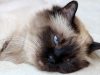gatto-birmano-elegante-e-dolce-il-birmano-ha-un-carattere-tranquillo-e-si-affeziona-profondamente-ai-proprietari-la-sua-aspettativa-di-vita-media-anchessa-di-1439-anni-in-pratica-questo-gatto-ha-buone-probabilit-di-accompagnare-il-proprietario-a-lungo-con-una-longevit-costante-pi-prevedibile-rispetto-ad-altre-razze-pi-variabili