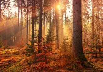 Bosco di Campsirago, Lombardia