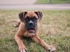 boxer-energico-leale-protettivo-imparando-pu-convivere-con-i-gatti