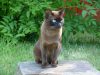 gatto-burmese-il-burmese-un-gatto-incredibilmente-affettuoso-e-socievole-sempre-alla-ricerca-di-compagnia-umana-secondo-lo-studio-ha-la-media-di-vita-pi-alta-tra-le-razze-analizzate-1442-anni-il-che-significa-che-nella-realt-quotidiana-tende-a-vivere-pi-a-lungo-dei-gatti-di-altre-razze-anche-se-il-potenziale-massimo-di-alcune-altre-razze-pu-superare-questa-cifra