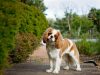 cavalier-king-charles-spaniel-calmo-affettuoso-socievole-rispetta-gli-spazi-dei-gatti