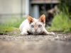devon-rex-pelo-riccio-orecchie-enormi-e-occhi-vispi-sembra-un-piccolo-furbetto-sempre-in-cerca-di-guai