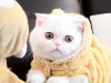 exotic-shorthair-il-musetto-tondo-e-gli-occhi-grandi-lo-fanno-sembrare-un-peluche-imbronciato-sempre-pronto-a-rubarti-un-sorriso