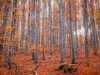 faggeta-vetusta-del-monte-cimino-le-foglie-dei-faggi-si-tingono-di-oro-e-rosso-creando-un-tappeto-naturale-che-scricchiola-sotto-i-piedi-ad-ogni-passo