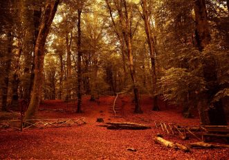 Faggeta del Monte Cimino, Lazio