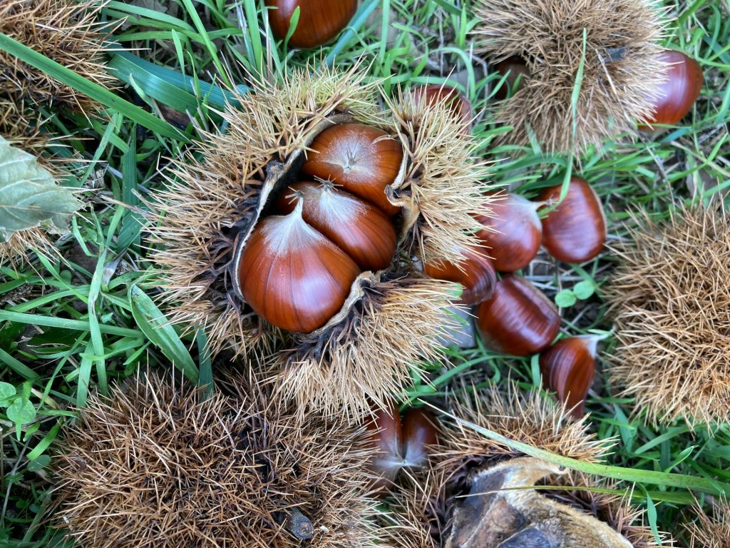Festa della Burolla, Campsirago