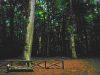 foresta-umbra-tra-querce-secolari-e-faggi-lautunno-qui-avvolge-tutto-in-una-luce-dorata-e-un-silenzio-che-sembra-sospeso-nel-tempo