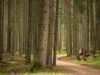 foresta-di-paneveggio-i-larici-si-accendono-di-giallo-e-arancio-e-il-vento-tra-gli-alberi-crea-un-sussurro-che-accompagna-ogni-passo-nel-cuore-delle-dolomiti