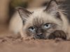 siamese-vivace-e-comunicativo-segue-ovunque-il-proprietario-e-interagisce-con-miagolii-affettuosi