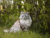 gatto-delle-foreste-norvegesi-con-una-vita-media-di-995-anni-pi-bassa-rispetto-alle-prime-razze-il-gatto-delle-foreste-norvegesi-si-distingue-per-essere-robusto-e-attivo-un-animale-che-ama-esplorare-e-arrampicarsi-tuttavia-come-per-molte-altre-razze-il-potenziale-di-vita-pu-essere-superiore-con-individui-che-raggiungono-tranquillamente-i-1518-anni