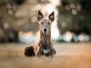 greyhound-levriero-elegante-e-tranquillo-sorprendentemente-silenzioso-anche-in-appartamento