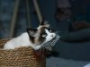 gatto-ragdoll-c-poi-il-ragdoll-dolce-paziente-e-famoso-per-rilassarsi-completamente-tra-le-braccia-del-proprietario-la-sua-media-di-vita-calcolata-nello-studio-1031-anni-pi-bassa-rispetto-ai-burmese-e-birmani-ma-molti-ragdoll-sani-e-ben-curati-possono-superare-i-15-anni-dimostrando-che-il-potenziale-massimo-supera-la-media-statistica