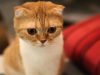 scottish-fold-le-orecchie-piegate-in-avanti-gli-danno-unaria-perennemente-sorpres-come-se-ogni-cosa-fosse-una-novit-assoluta