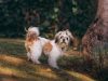 shih-tzu-cane-sienzioso
