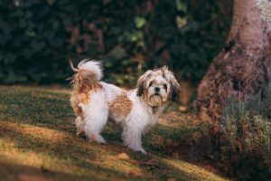 Shih-Tzu-cane-sienzioso